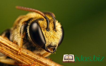 Bir arının gündəliyi (İkinci hissə)