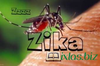 “Zika” virusunun Azərbaycana heç bir təhlükəsi yoxdur - RƏSMİ